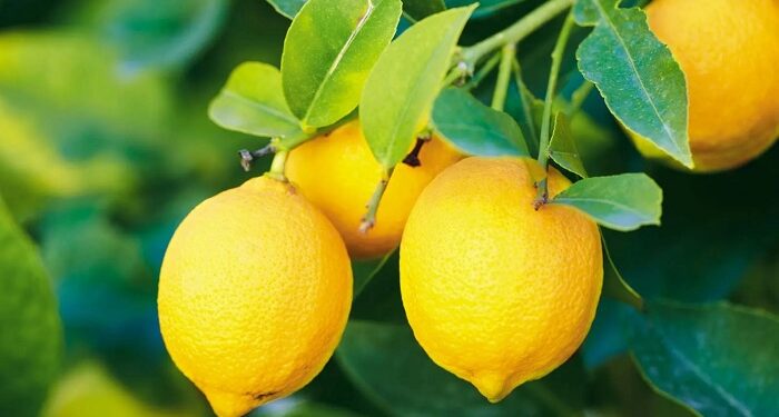 lemon prices falls as production increased pune