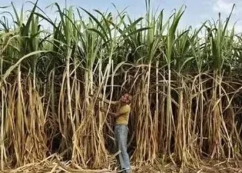 Deficient rains push sugar prices to thirteen years high
