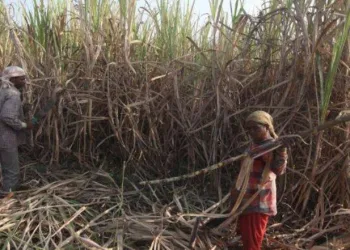 Sugarcane crushing season will start from 01 November this year