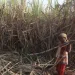 Sugarcane crushing season will start from 01 November this year