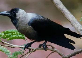 House Crow, Corvus Splendens