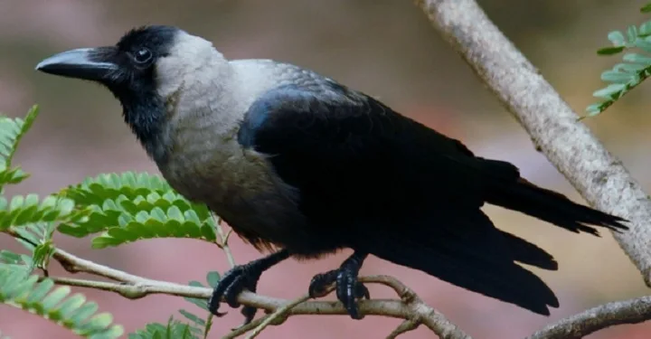 House Crow, Corvus Splendens