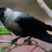 House Crow, Corvus Splendens