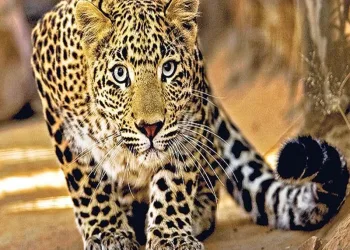 leopard seen in jinti karamala solapur