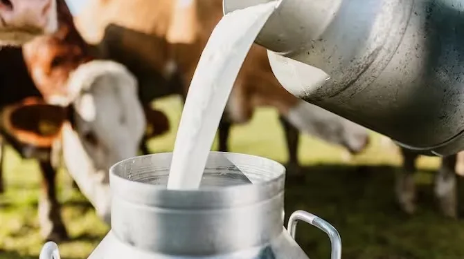 Farmers are in financial crisis as milk price drops
