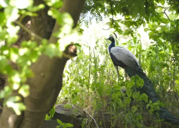 Farmers loss due to wild animals and birds in pune district