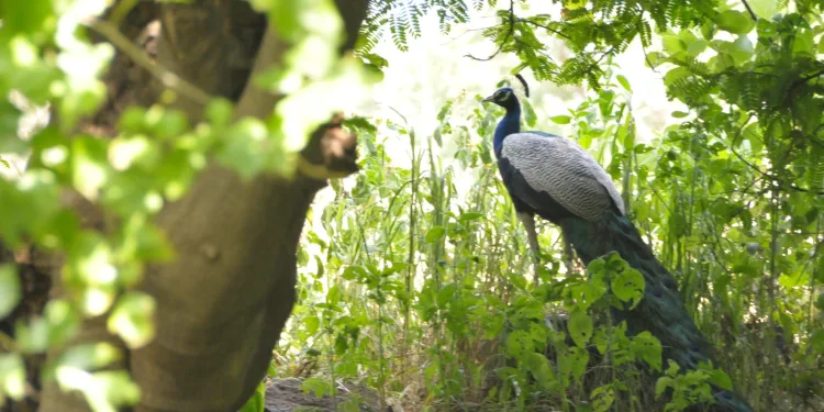 Farmers loss due to wild animals and birds in pune district