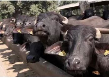 Nine buffalo died due to electricity current in ahmednagar