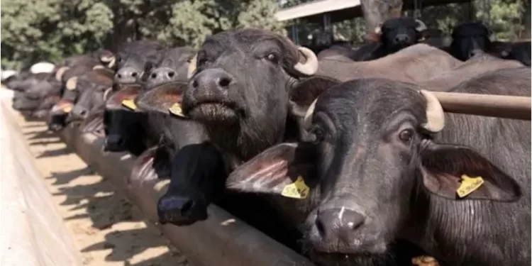 Nine buffalo died due to electricity current in ahmednagar