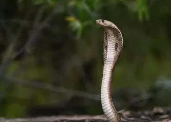 know-how-many-hatchlings-can-king-cobra-have-in-a-year