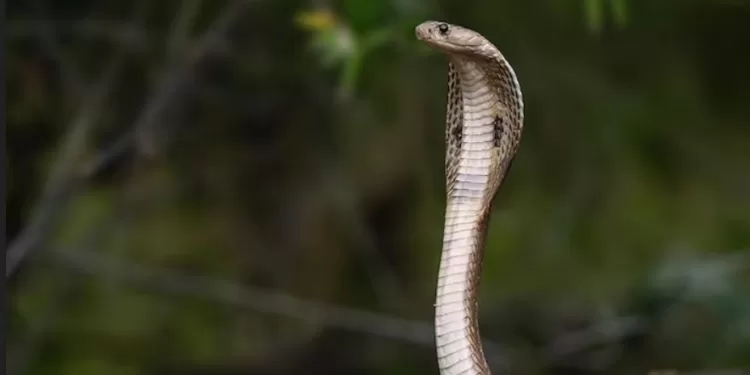 know-how-many-hatchlings-can-king-cobra-have-in-a-year