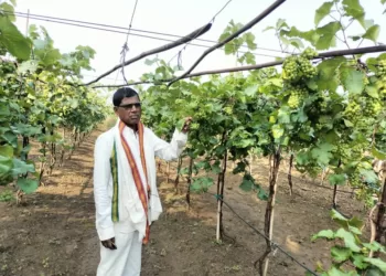 Unseasonal rain damages crops of baramati farmers in pune