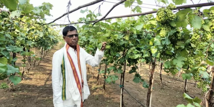 Unseasonal rain damages crops of baramati farmers in pune