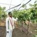 Unseasonal rain damages crops of baramati farmers in pune