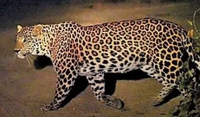 Leopard in chikhali kudalwadi pimpri chinhwad pune