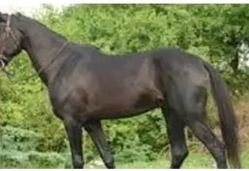 one lakh worth horse stolen in dehu road pimpri chinchwad pune