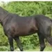 one lakh worth horse stolen in dehu road pimpri chinchwad pune