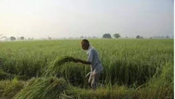 Digital crop survey for crop registration from this kharif season