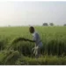 Digital crop survey for crop registration from this kharif season