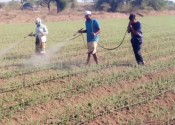 various diseases on onion crop in duand pune