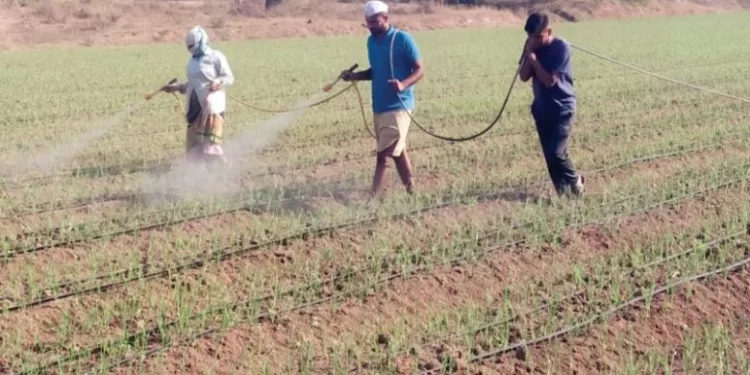 various diseases on onion crop in duand pune