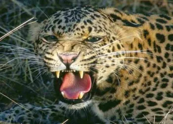 3 years old baby girl died in leopard attacks in deulgaon raje shrigonda