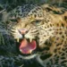 3 years old baby girl died in leopard attacks in deulgaon raje shrigonda