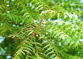 Know the benefits of neem leaves