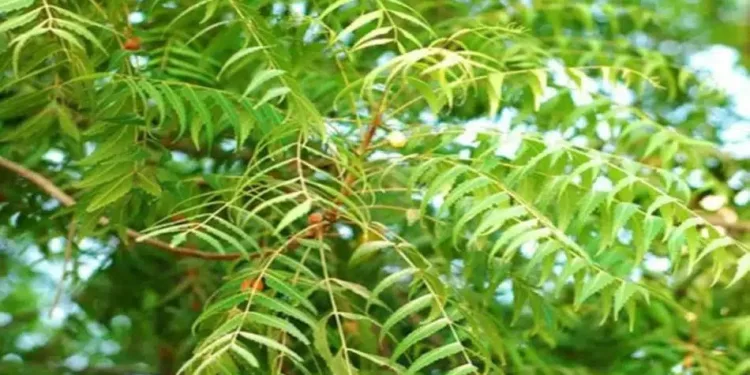 Know the benefits of neem leaves