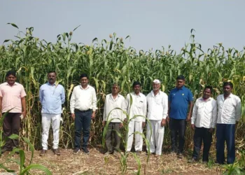 Jawar crop farmer day celebrated in yavat duand pune