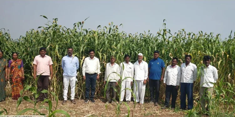 Jawar crop farmer day celebrated in yavat duand pune