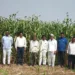 Jawar crop farmer day celebrated in yavat duand pune