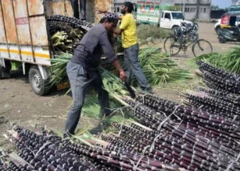 Union Cabinet approves hike in sugarcane FRP by ₹25 to ₹340 per quintal amid farmers' protest