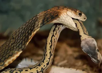 IISc scientists develop synthetic antibody to neutralise deadly snake bite toxin