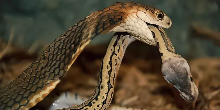 IISc scientists develop synthetic antibody to neutralise deadly snake bite toxin