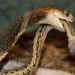 IISc scientists develop synthetic antibody to neutralise deadly snake bite toxin
