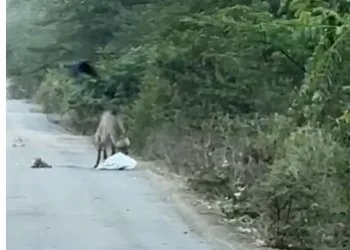 hyena spotted in phursungi hadapsar pune