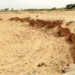 40 brass soil stolen in hinganiberdi daund pune