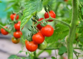 Farmers are in trouble as tomato price falls kedgaon daund pune