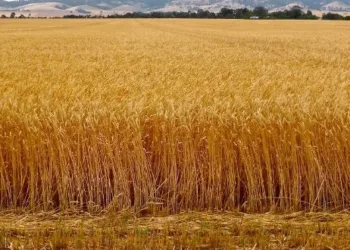 weather change badly impact on wheat and other crops in pune district