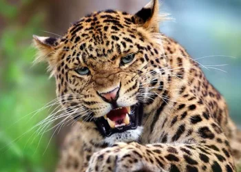 leopard attacks become serious issue in shirur tehsil pune