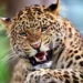 leopard attacks become serious issue in shirur tehsil pune