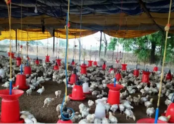 hens died due to viral infection and heat in pune district