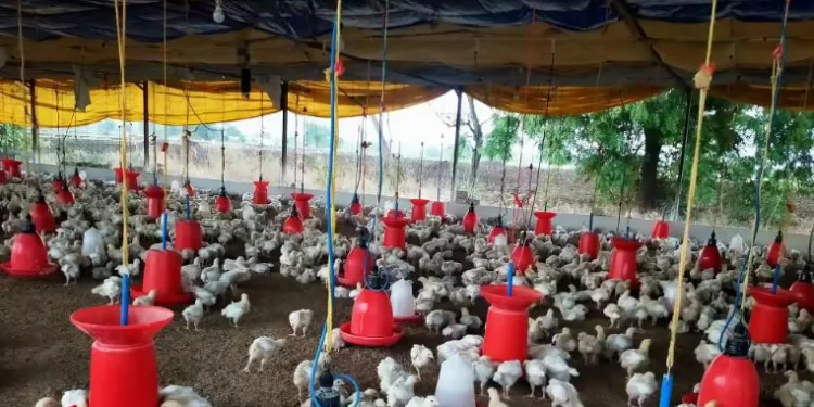 hens died due to viral infection and heat in pune district