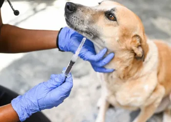 PMC launches mass vaccination drive for stray dogs