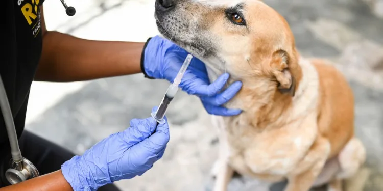 PMC launches mass vaccination drive for stray dogs