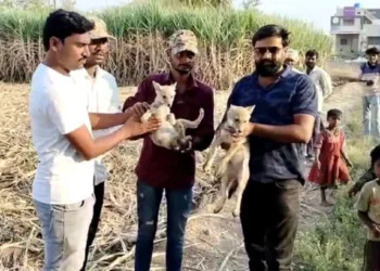 sugarcane cutter workers feed wolf baby pune
