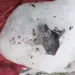 dead rat found in ice junnar pune