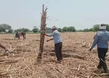 sugarcane cutter worker working high temperature