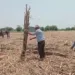 sugarcane cutter worker working high temperature